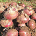 Fresh agricultural products onion yellow exporter